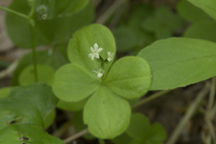 Galium kamtschaticum