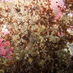 Themiste pyroides