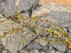 Epilobium microphyllum