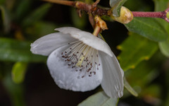 Eucryphia lucida