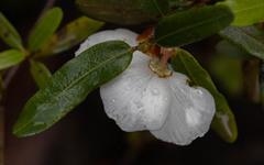 Eucryphia lucida
