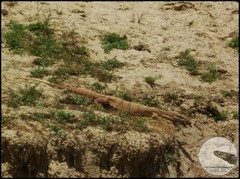 Varanus griseus caspius