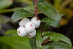 Gaultheria hispida