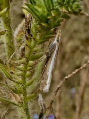Orocrambus flexuosellus