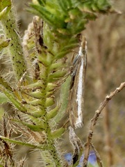 Orocrambus flexuosellus