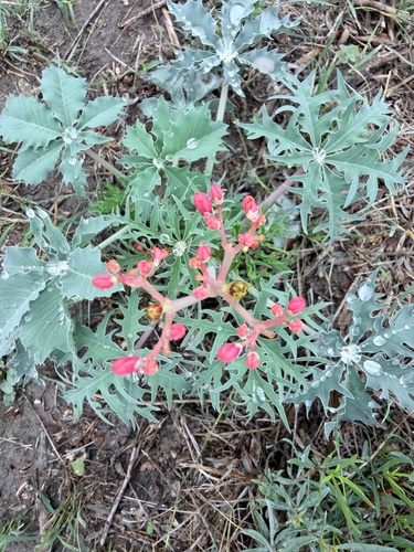 Jatropha berlandieri Torr.