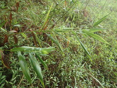 Dichanthelium commutatum