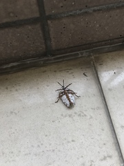 Tessaratoma papillosa