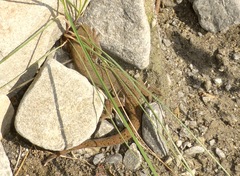 Woodworthia southern alps