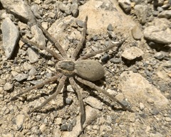 Dolomedes aquaticus