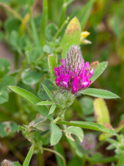 Trifolium purpureum
