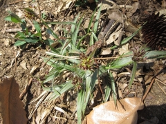 Luzula capitata