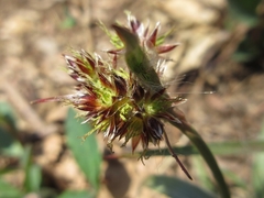 Luzula capitata