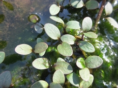 Persicaria thunbergii