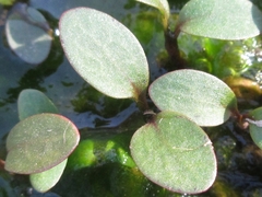 Persicaria thunbergii