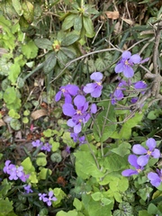 Orychophragmus violaceus