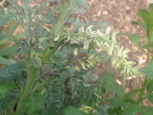 Corydalis ophiocarpa, photograph 2