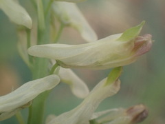 Corydalis ophiocarpa, photograph (c) John Lyden, some rights reserved (CC BY)