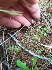 Chaerophyllum ramosum