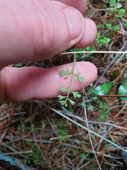 Chaerophyllum ramosum