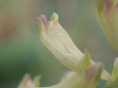 Corydalis ophiocarpa, photograph (c) John Lyden, some rights reserved (CC BY)