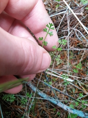 Chaerophyllum ramosum
