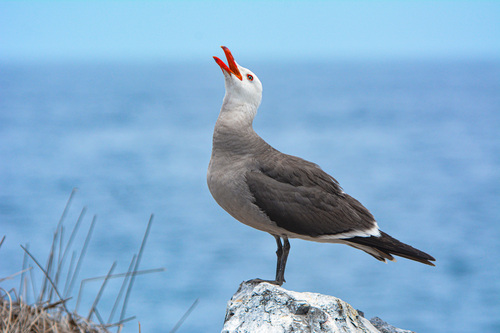 Heermann's Gull, Isla Isabel, photo 7 of 10