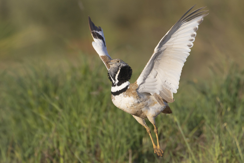 Little Bustard, photo 4 of 10
