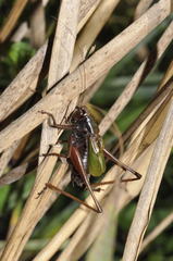Zeuneriana abbreviata