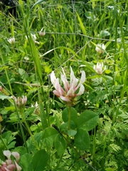 Trifolium clypeatum