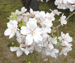 Prunus