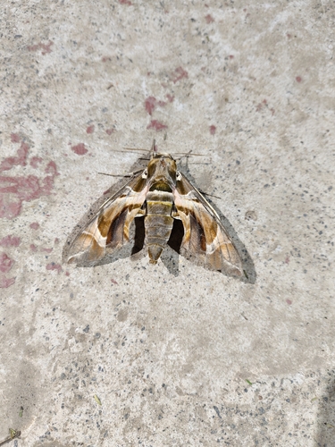 Oleander Hawkmoth