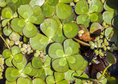 Marsilea mutica