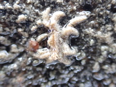 Neohymenicus pubescens