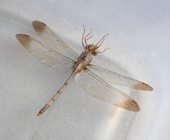 Zyxomma elgneri