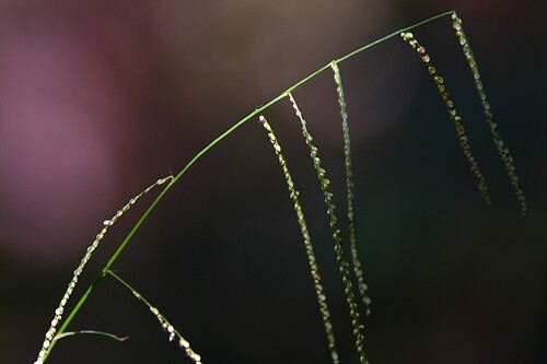 Paspalum umbrosum