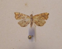 Musotima nitidalis