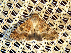 Heliothis punctifera
