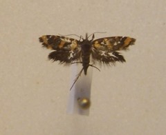 Tingena chrysogramma
