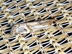 Hednota longipalpella