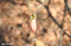 Lonicera praeflorens