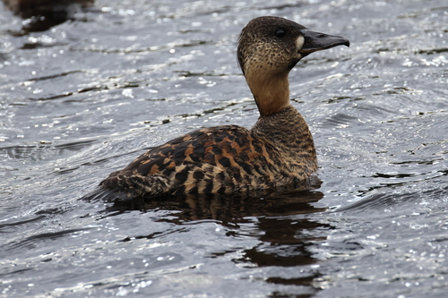 iNaturalist image
