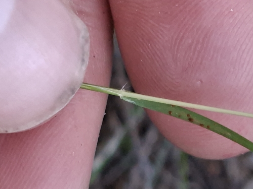 Rytidosperma biannulare observed 2026-04-16