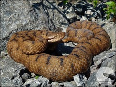 Vipera aspis aspis