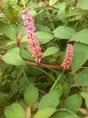 Phytolacca bogotensis