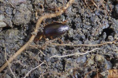 Platynina