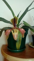 Paphiopedilum