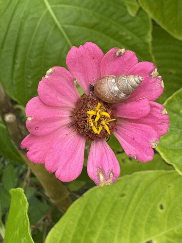 Bulimulus tenuissimus