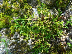 Selaginella denticulata