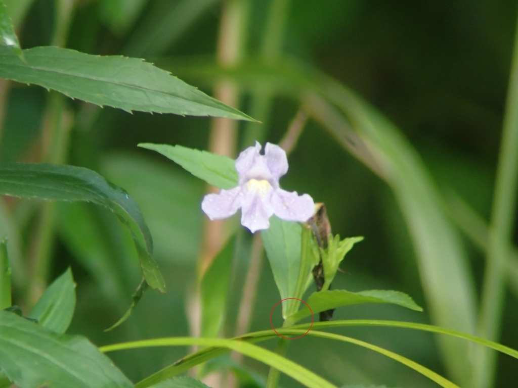 Allegheny monkeyflower